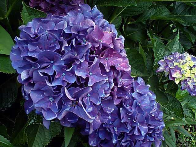 http://www.musicasa.co.jp/blanc_blog/100619Hydrangea.jpg