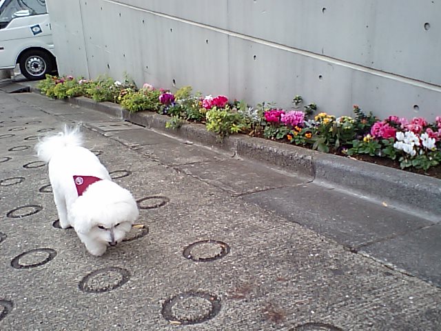 http://www.musicasa.co.jp/blanc_blog/101113garden.JPG