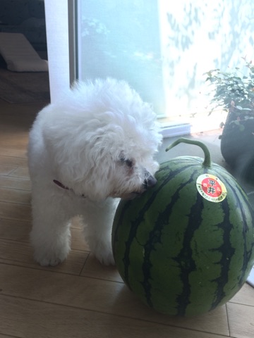 http://www.musicasa.co.jp/blanc_blog/160811-2.jpg