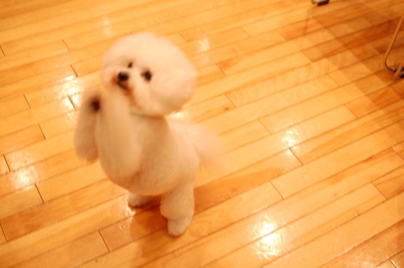 http://www.musicasa.co.jp/blanc_blog/DSC_0500_800_600.JPG
