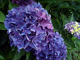 100619Hydrangea.jpg