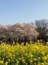 150330_2.jpg